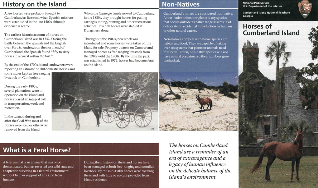 History on the Island Non-Natives Horses of Cumberland Island What