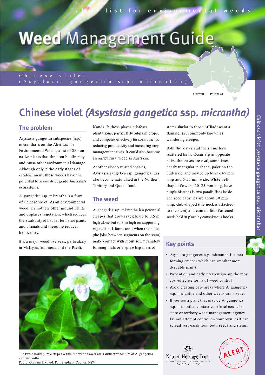 Weed Management Guide • Chinese Violet (Asystasia Gangetica Ssp