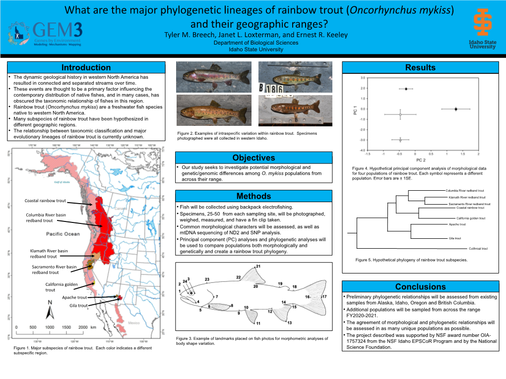 What Are the Major Phylogenetic Lineages of Rainbow Trout (Oncorhynchus Mykiss) and Their Geographic Ranges? Tyler M