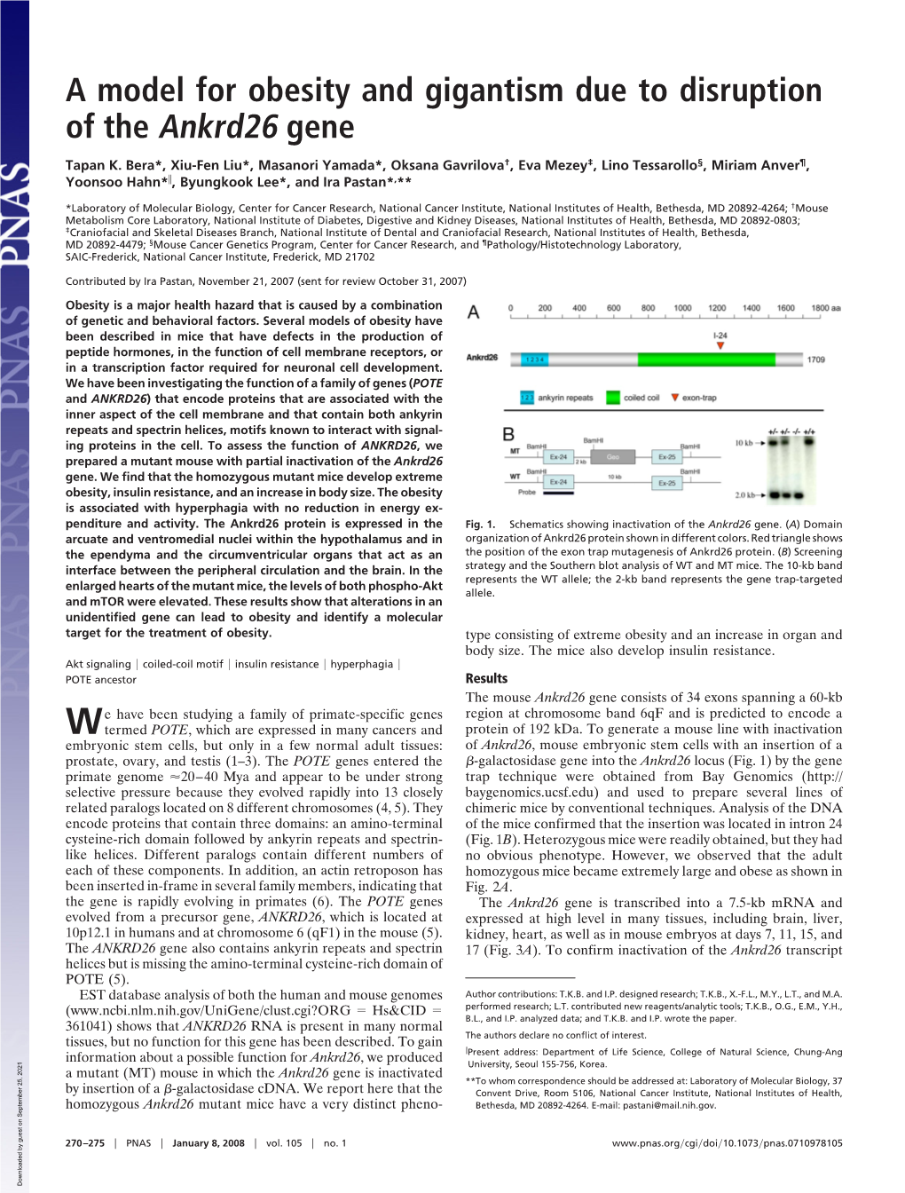 A Model for Obesity and Gigantism Due to Disruption of the Ankrd26 Gene