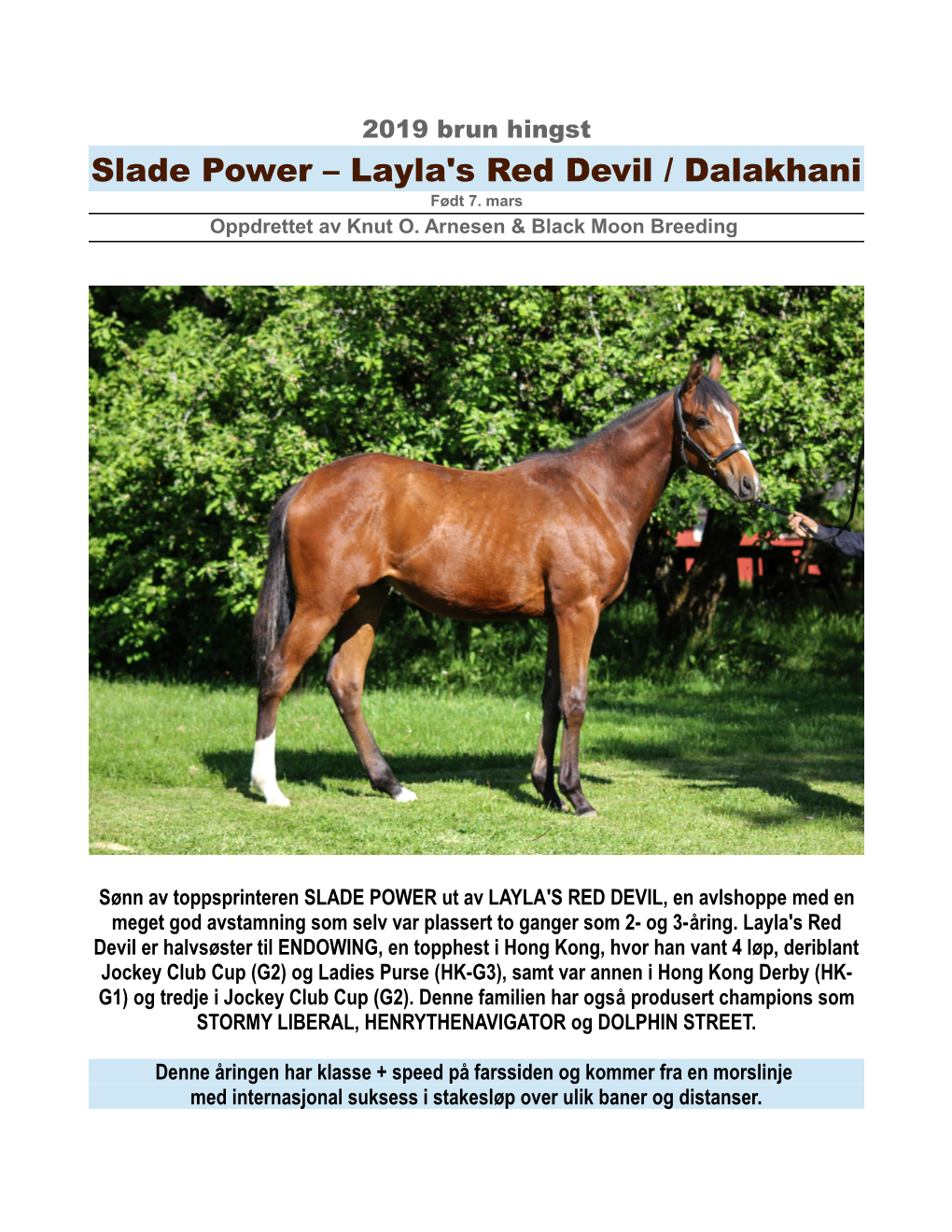 Slade Power – Layla's Red Devil / Dalakhani Født 7