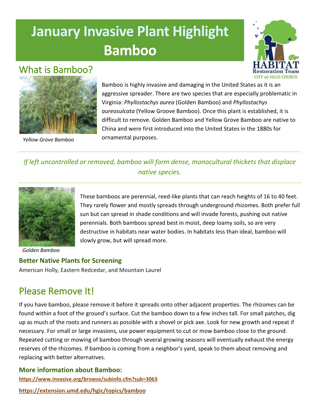 January Invasive Plant Highlight Bamboo What Is Bamboo ? Bamboo Is Highly Invasive and Damaging in the United States As It Is an Aggressive Spreader