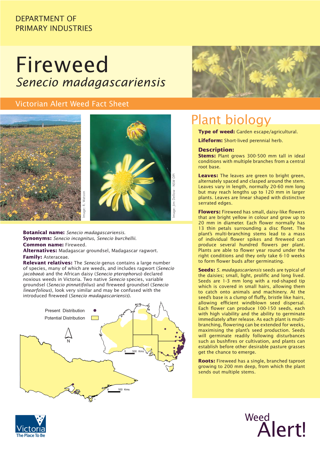 Fireweed Senecio Madagascariensis