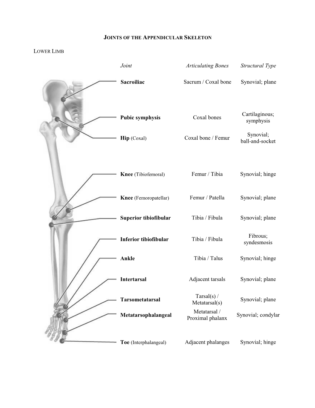 Joint Articulating Bones Structural Type Sacroiliac Sacrum / Coxal