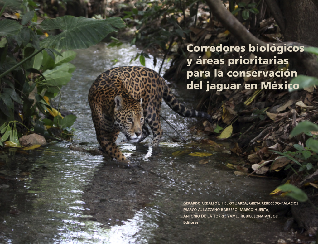 Corredores Biológicos Y Áreas Prioritarias Para La Conservación Del Jaguar En México