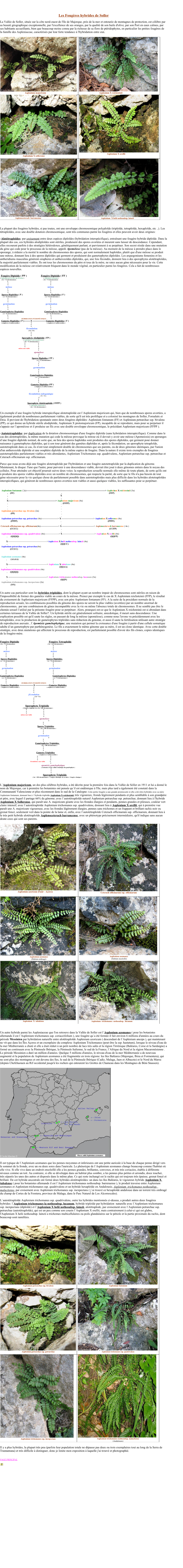 Les Fougères Hybrides De Soller