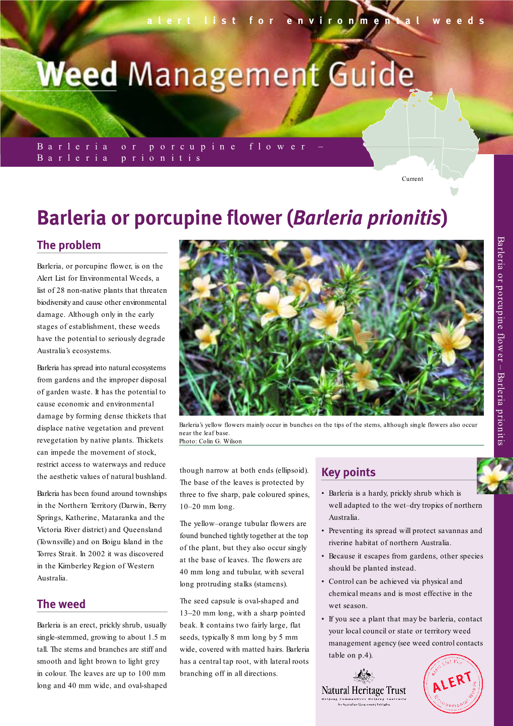 Weed Management Guide • Barleria Or Porcupine Flower – Barleria Prionitis 3