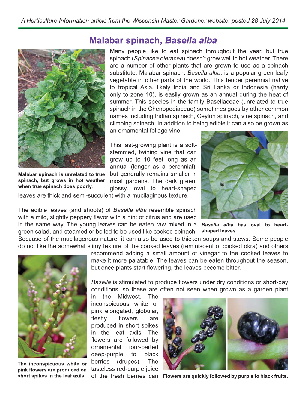 Malabar Spinach, Basella Alba Many People Like to Eat Spinach Throughout the Year, but True Spinach (Spinacea Oleracea) Doesn’T Grow Well in Hot Weather