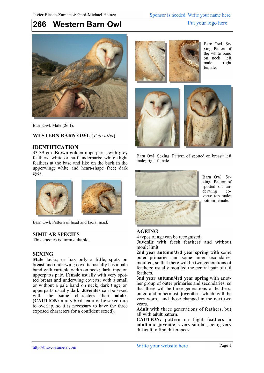 266 Western Barn Owl Put Your Logo Here