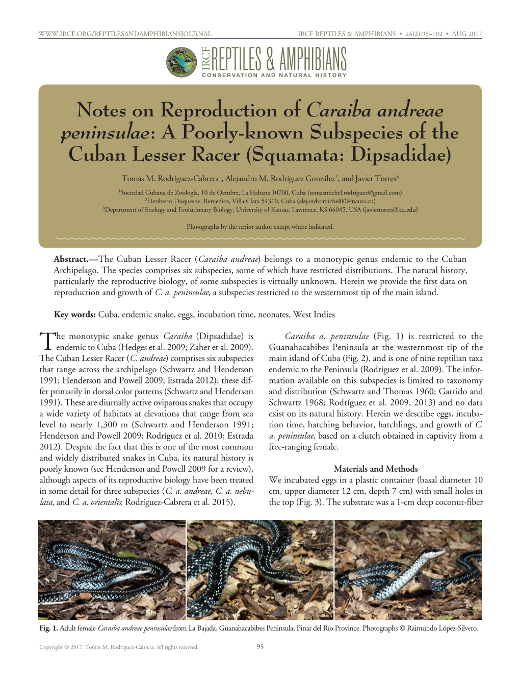 Notes on Reproduction of Caraiba Andreae Peninsulae