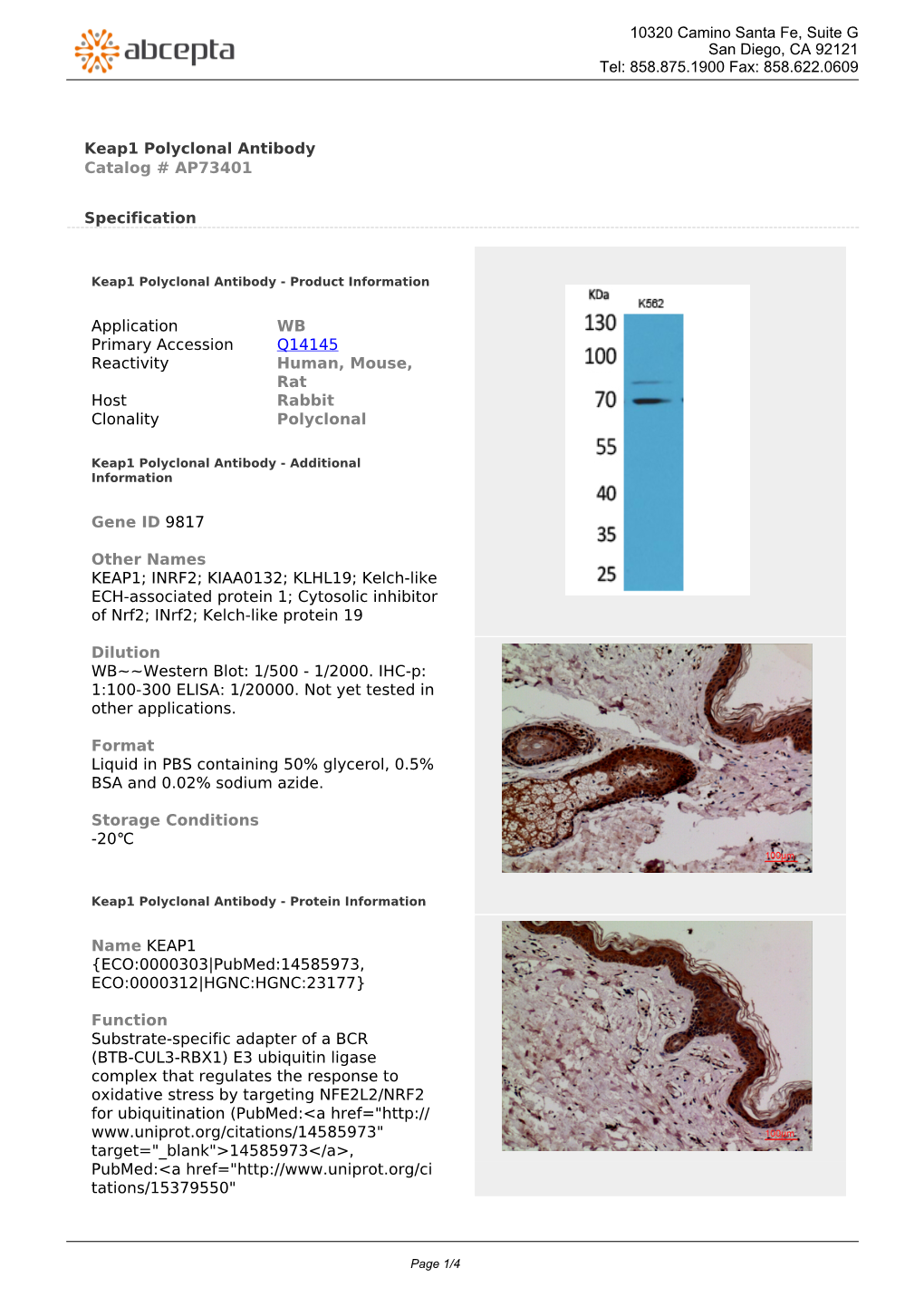 Keap1 Polyclonal Antibody Catalog # AP73401