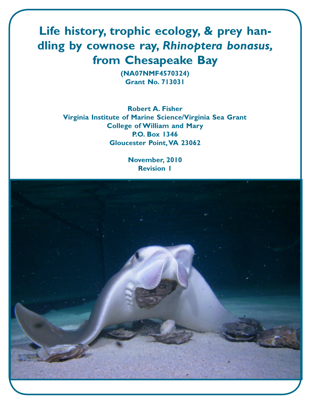 Dling by Cownose Ray, Rhinoptera Bonasus, from Chesapeake Bay (NA07NMF4570324) Grant No