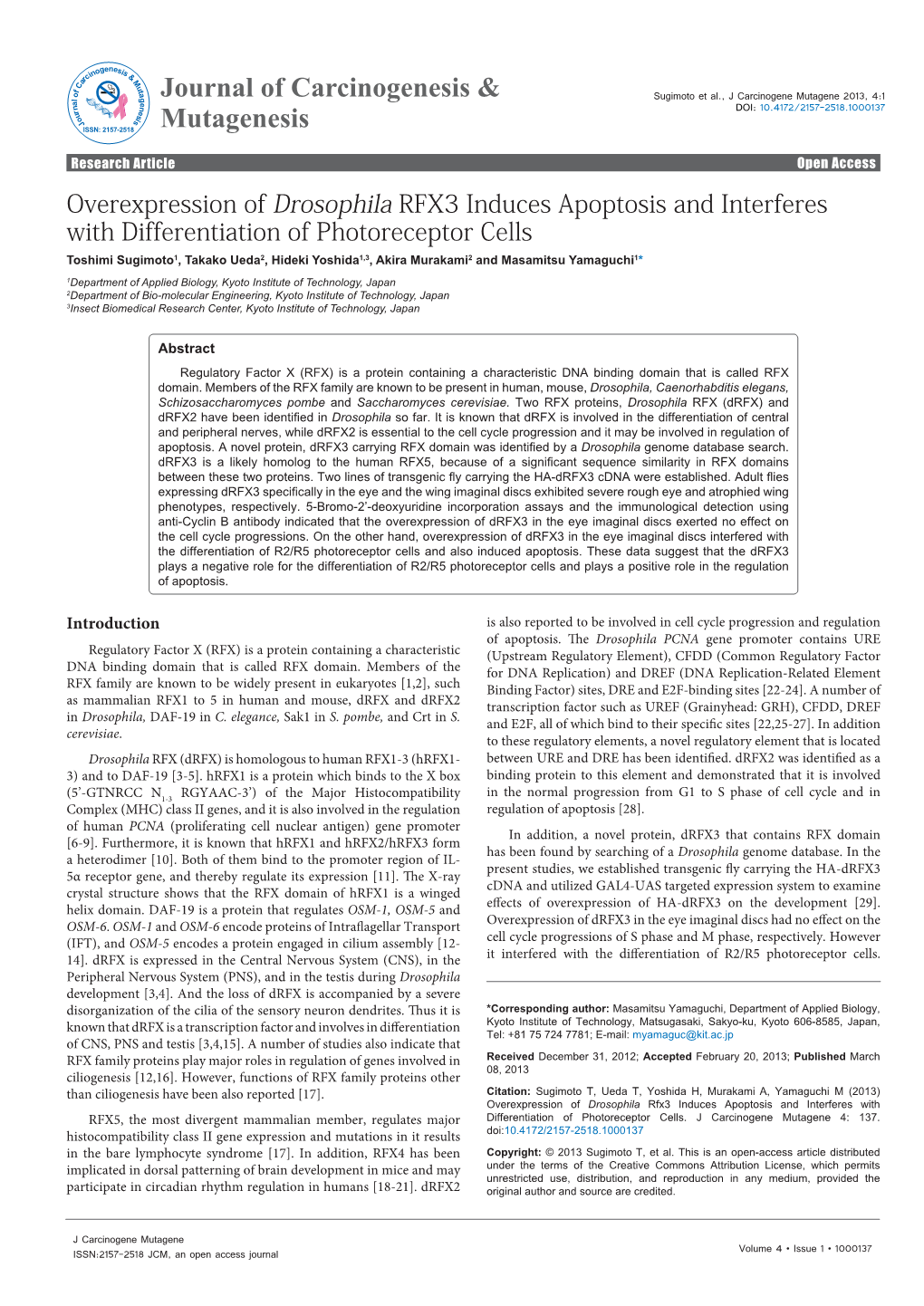 Overexpression of Drosophila RFX3 Induces