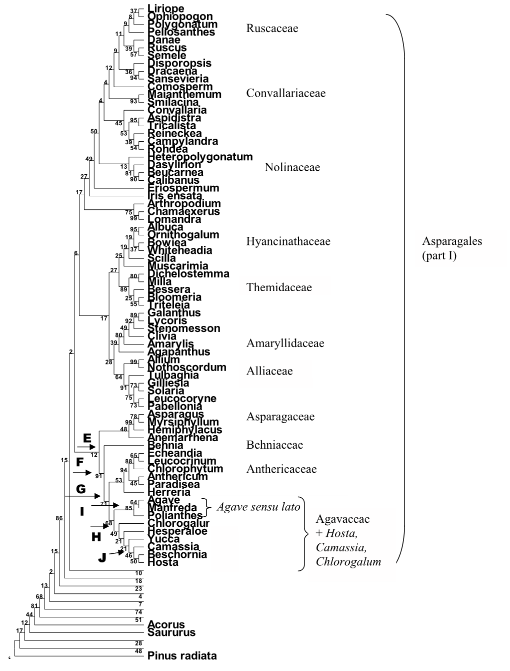 Linearized Minimum Evolution Tree of 191 Taxa Including