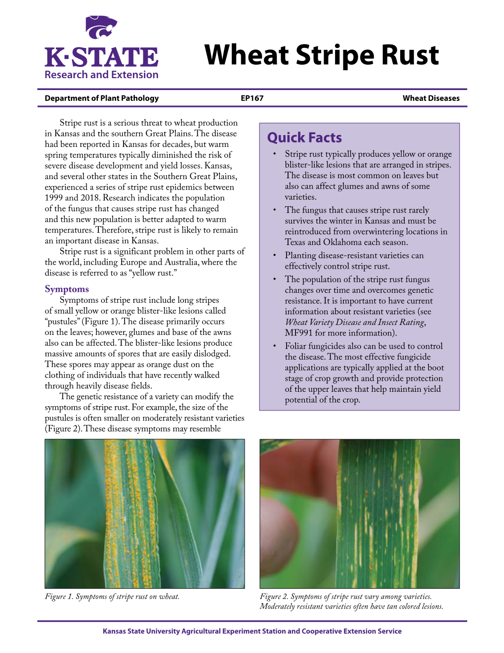 EP167 Wheat Stripe Rust