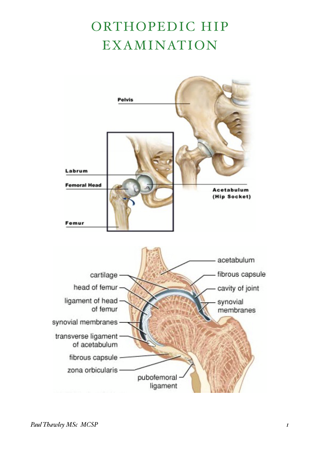 Hip Examination