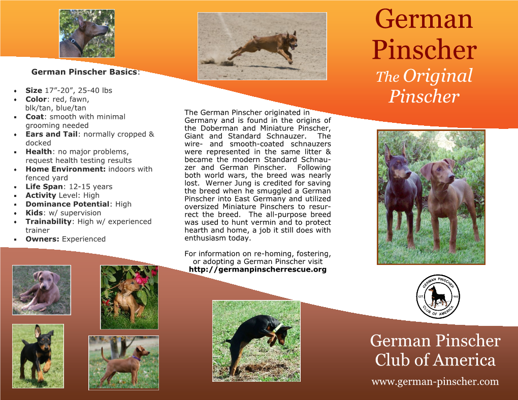 German Pinscher