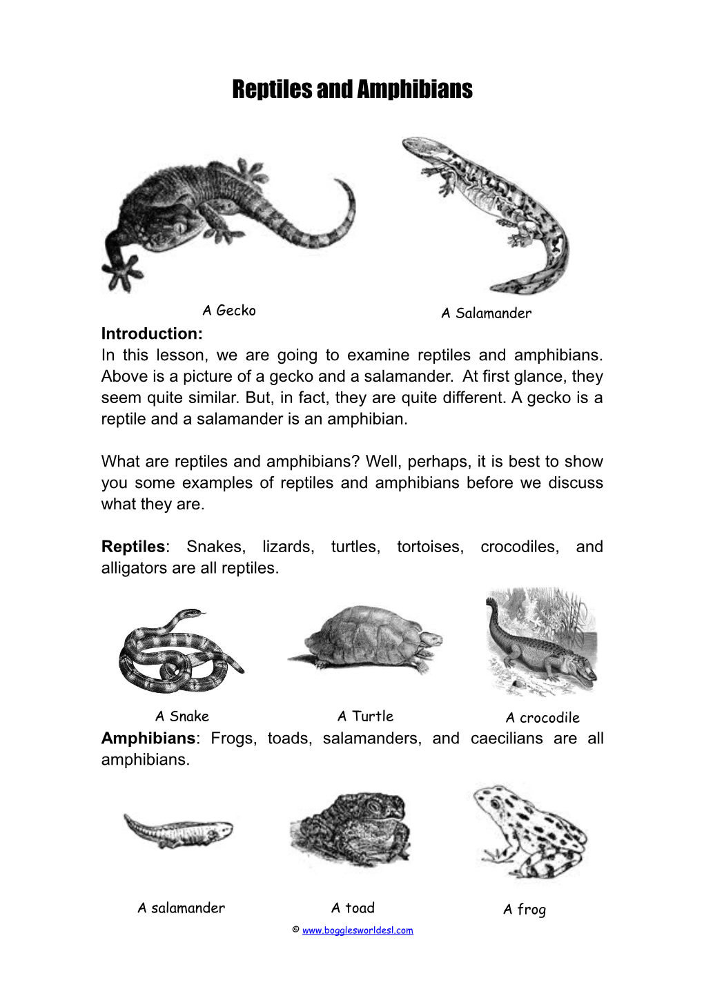 Reptiles and Amphibians