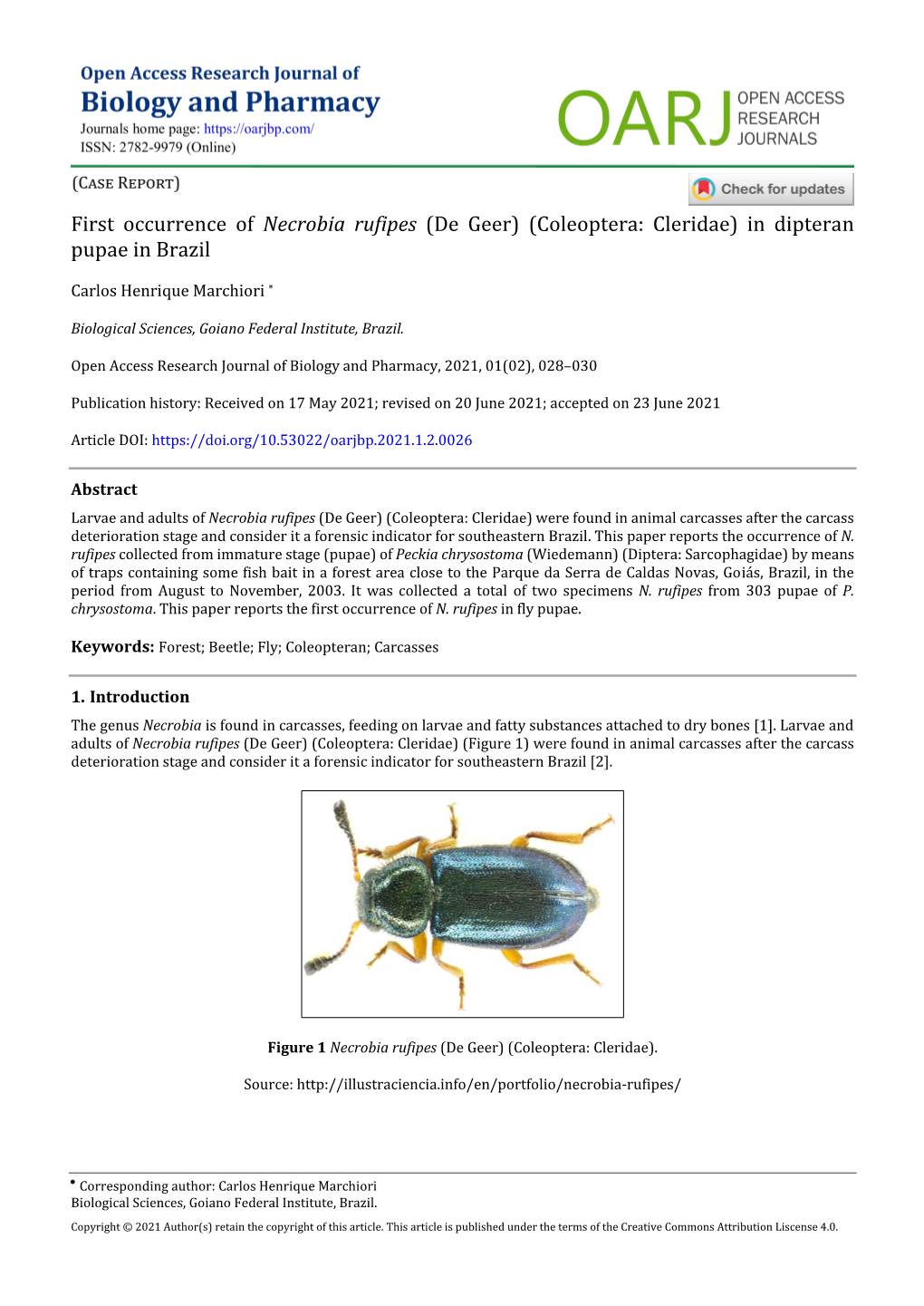 First Occurrence of Necrobia Rufipes (De Geer) (Coleoptera: Cleridae) in Dipteran Pupae in Brazil