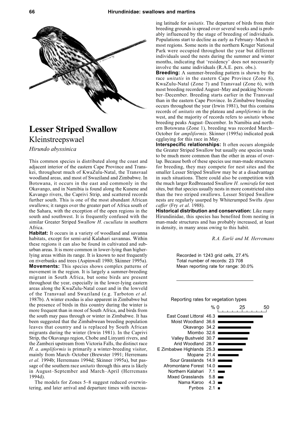 Lesser Striped Swallow October for Ampliformis