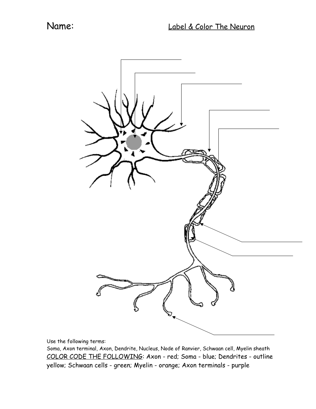 Name: Label the Neuron