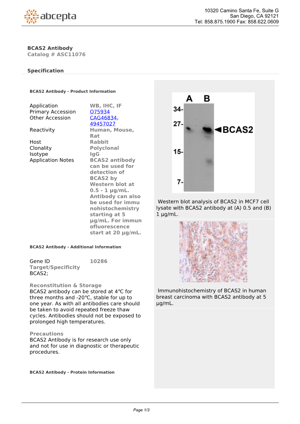 BCAS2 Antibody Catalog # ASC11076