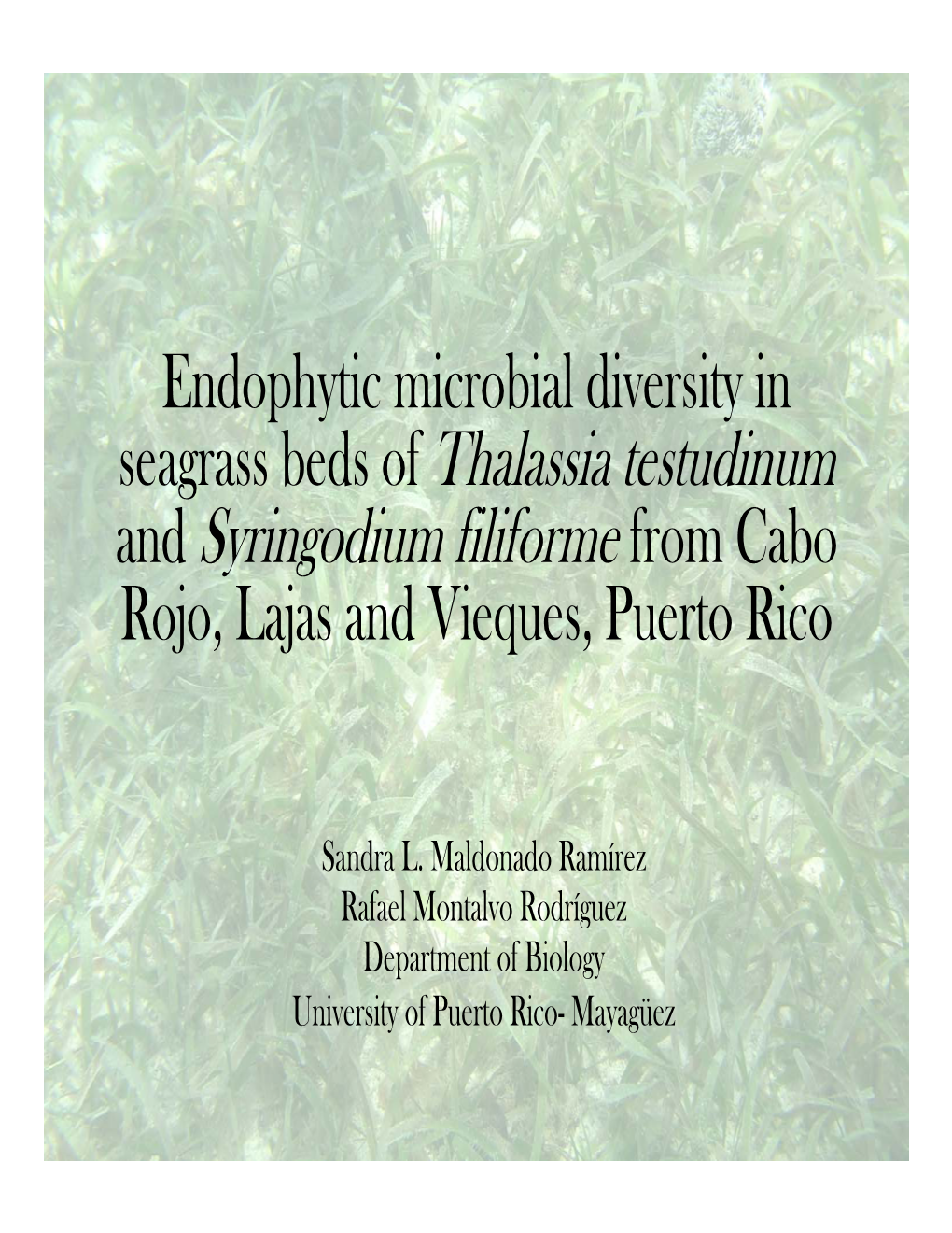 Endophytic Microbial Diversity in Sea Grass Beds of Thalassia Testudinum