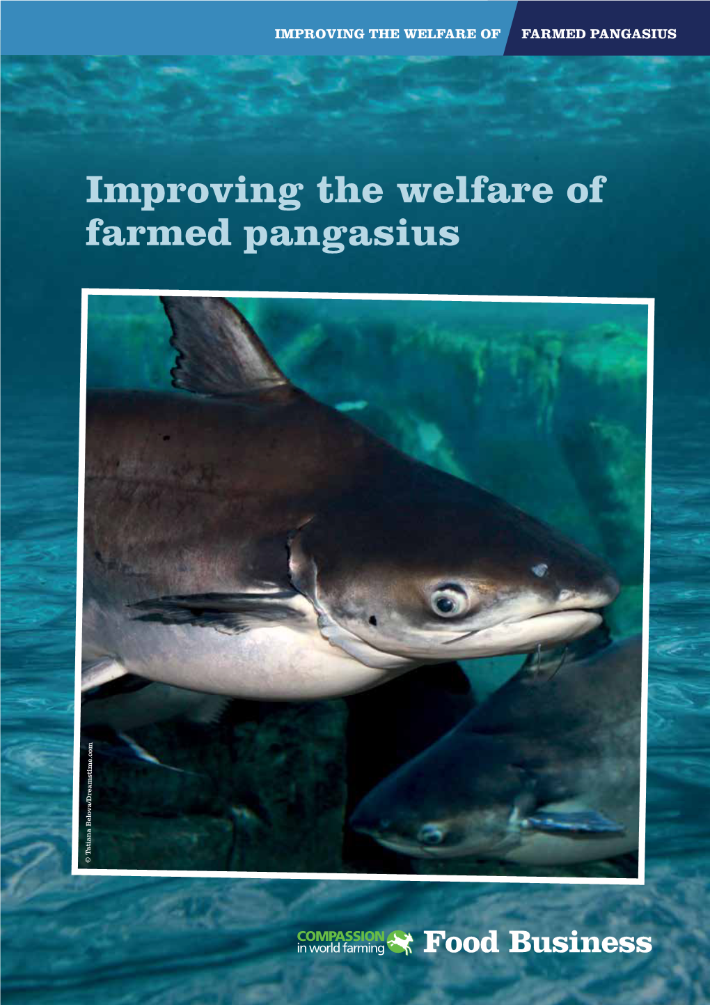 Improving the Welfare of Farmed Pangasius