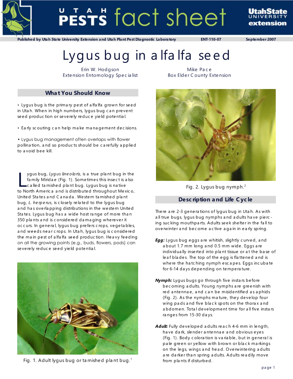 Lygus Bug in Alfalfa Seed Erin W