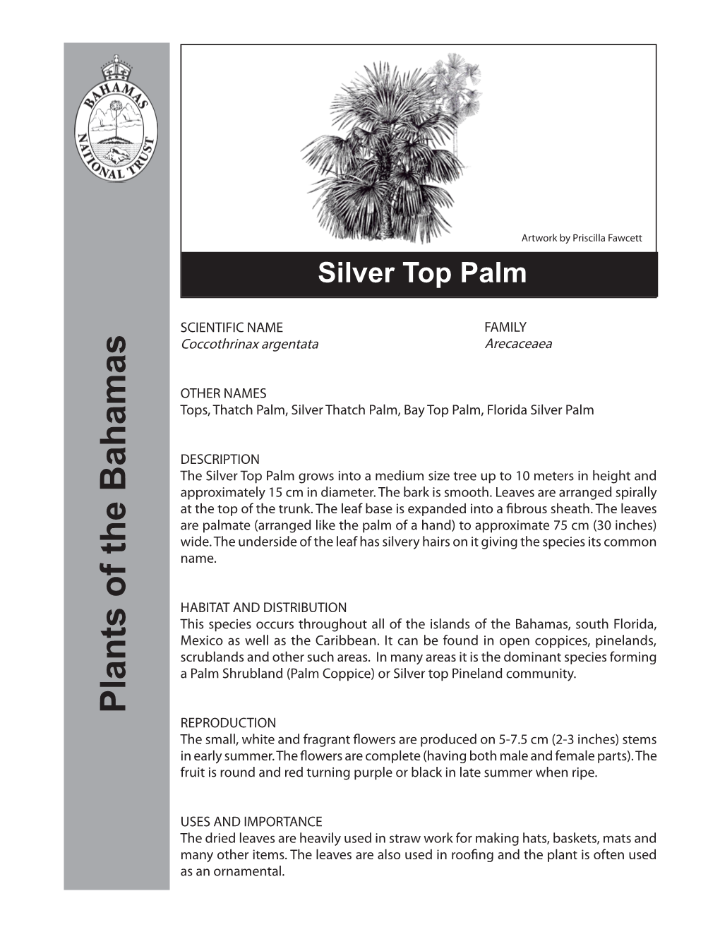 Silver Top Palm