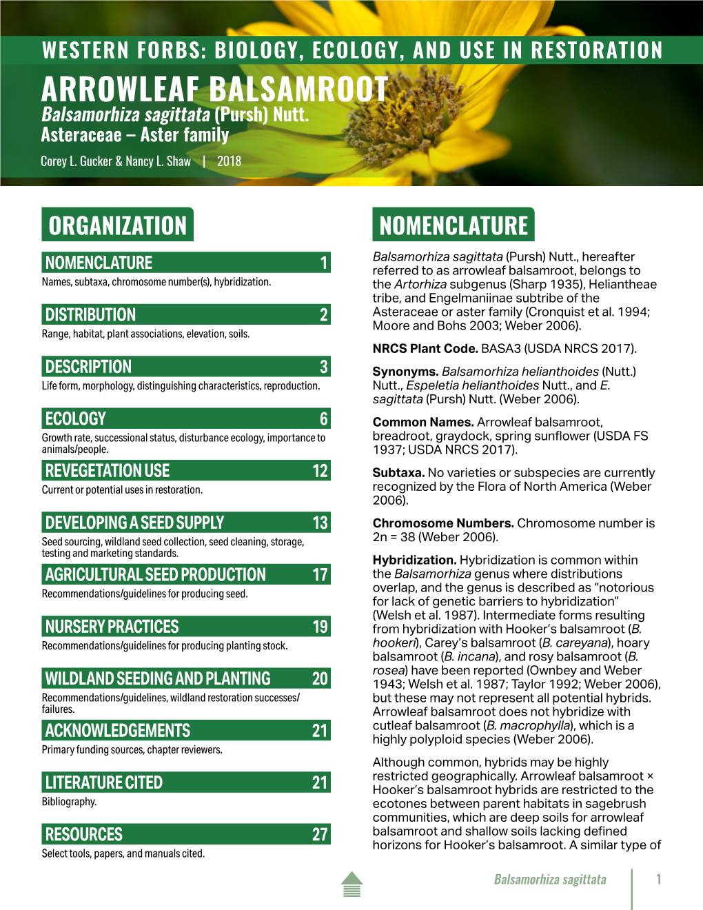 Arrowleaf Balsamroot (Balsamorhiza Sagittata)