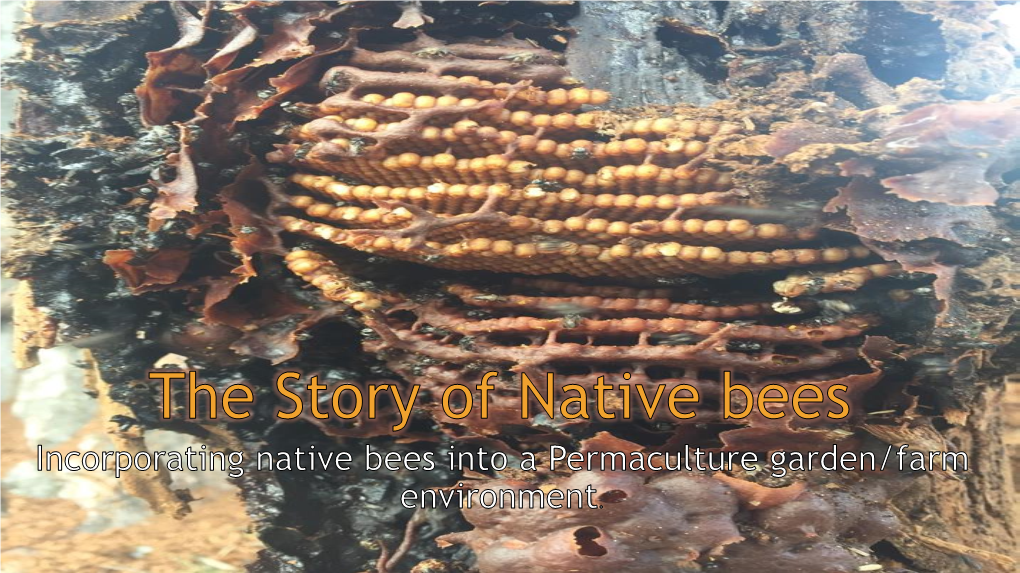 The Story of Native Bees