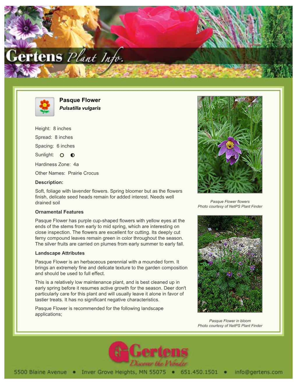 Gertens Pasque Flower