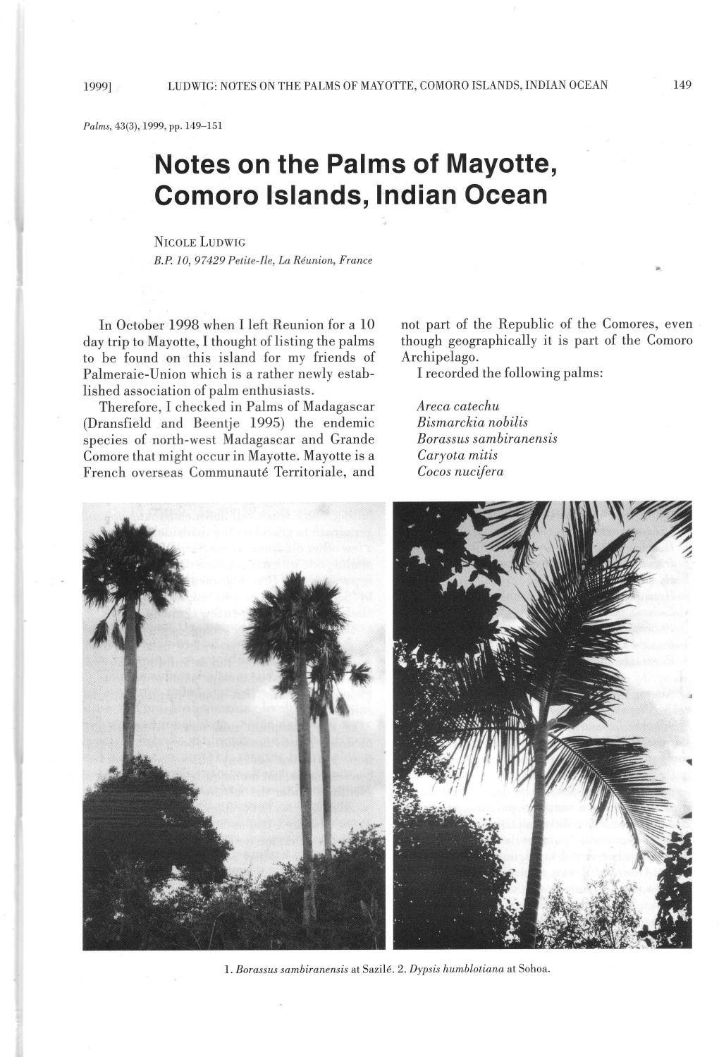 Notes on the Palms of Mayotte, Comoro Lslands, Indian Ocean