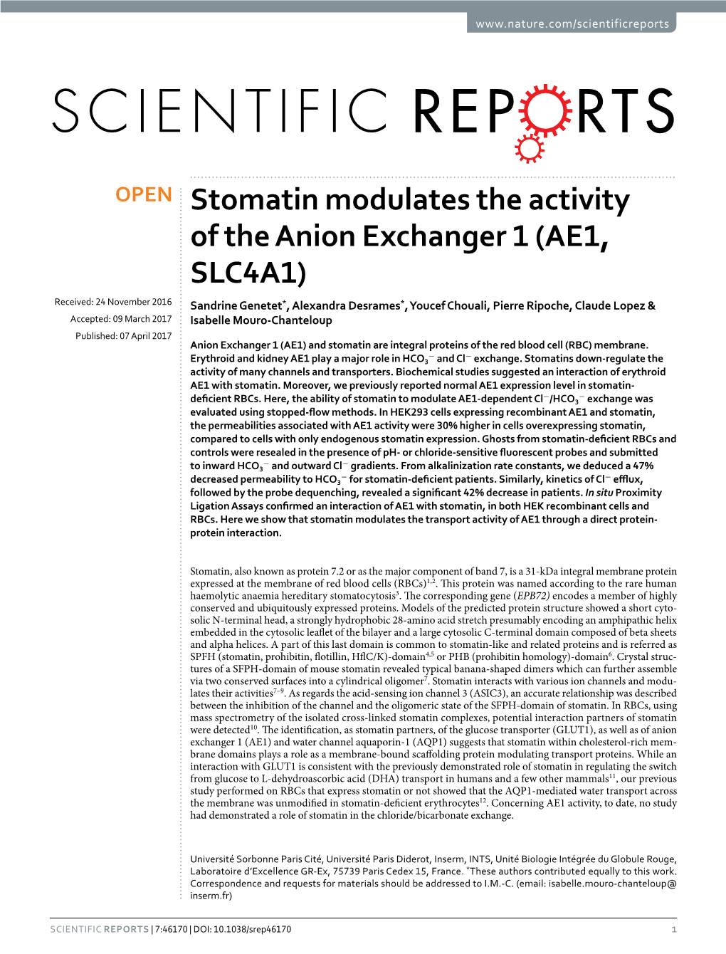 Stomatin Modulates the Activity of the Anion Exchanger 1