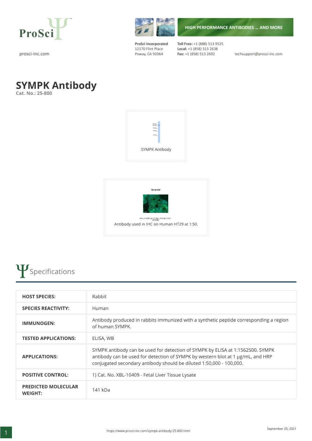 SYMPK Antibody Cat