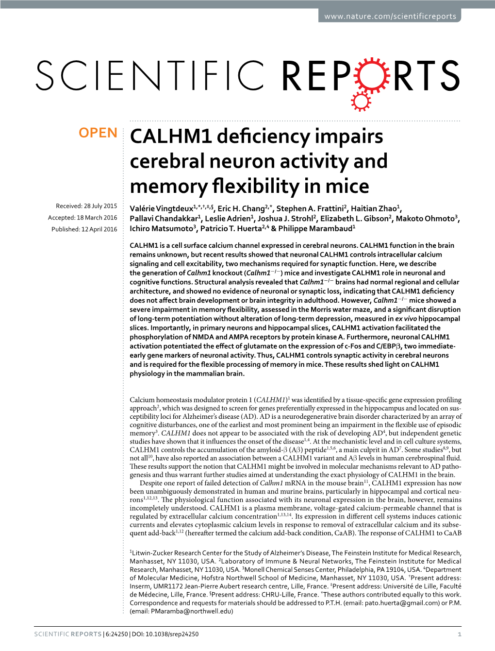 CALHM1 Deficiency Impairs Cerebral Neuron Activity and Memory Flexibility in Mice Received: 28 July 2015 Valérie Vingtdeux1,*,†,‡,§, Eric H