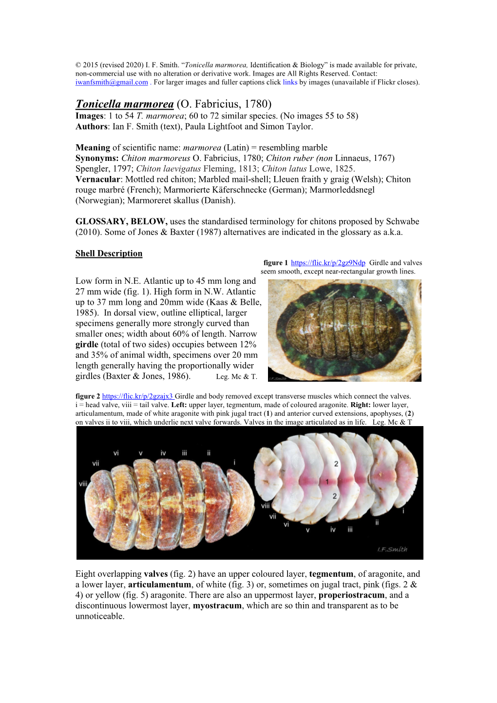 005Tonicella Marmorea, Identification and Biology.Pdf