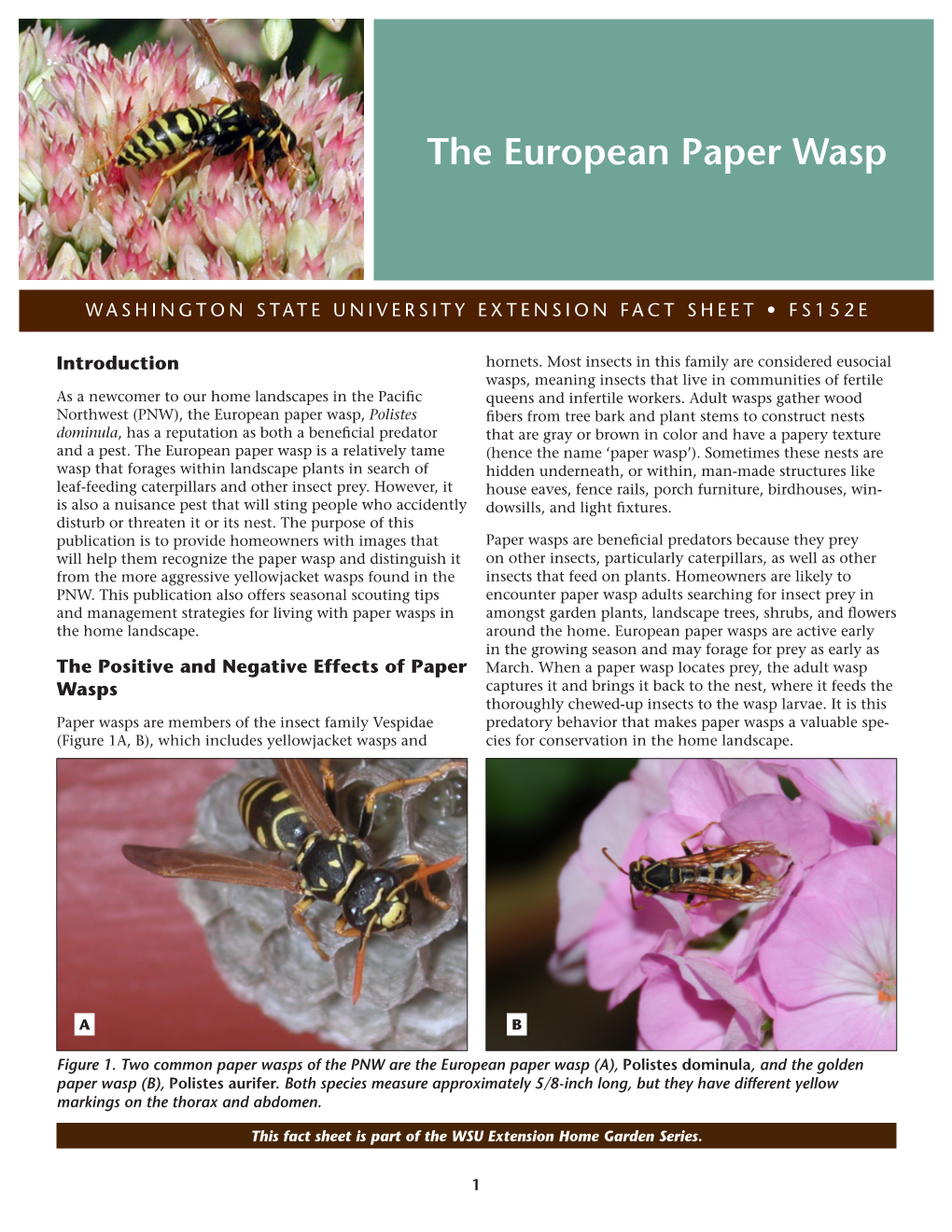 The European Paper Wasp