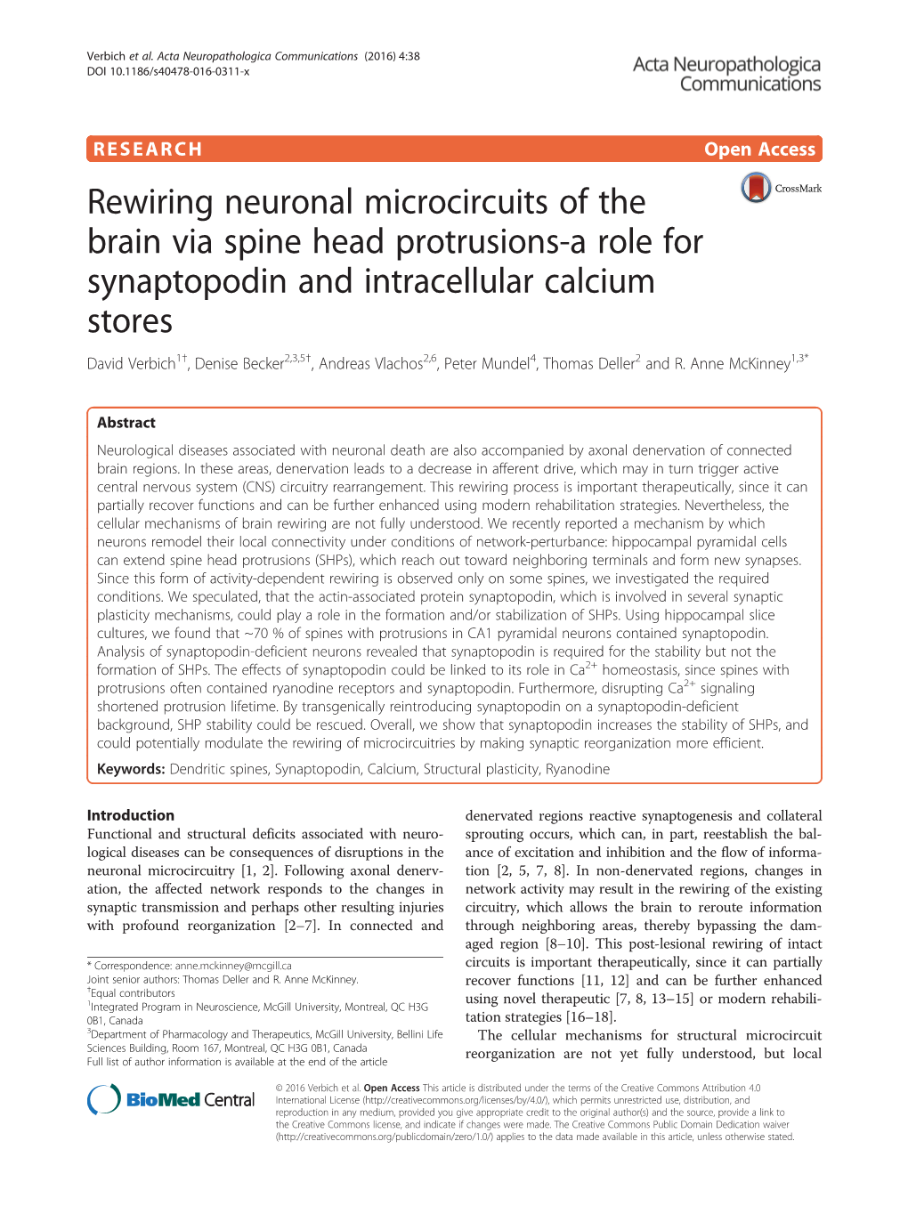 Rewiring Neuronal Microcircuits of the Brain Via Spine Head Protrusions-A