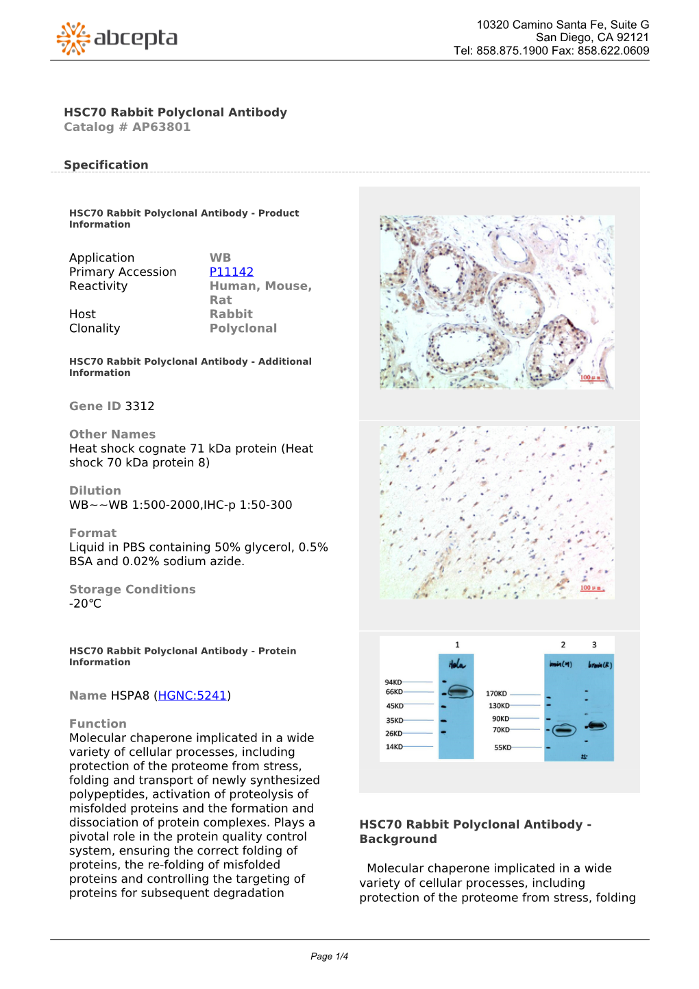 HSC70 Rabbit Polyclonal Antibody Catalog # AP63801