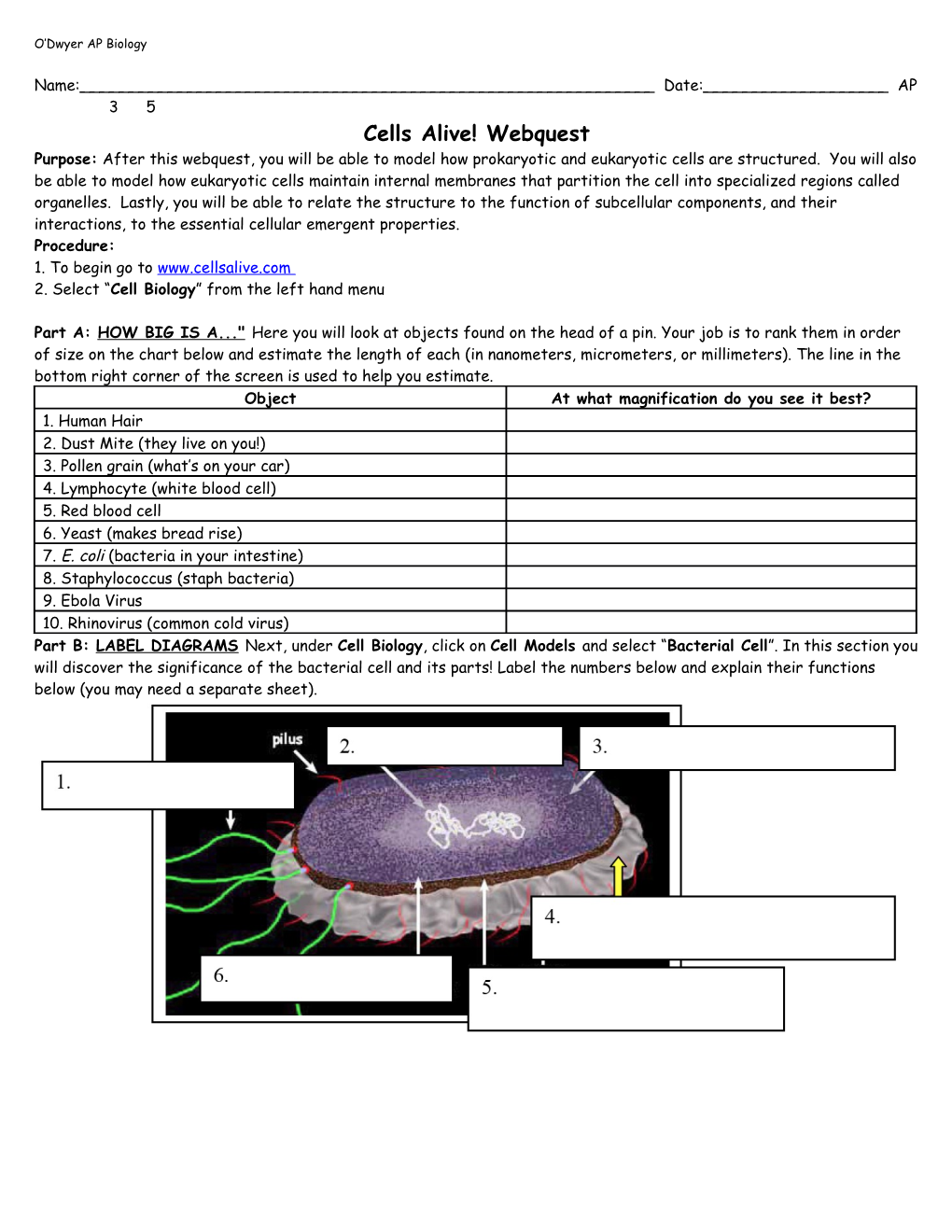 Cells Alive! Webquest