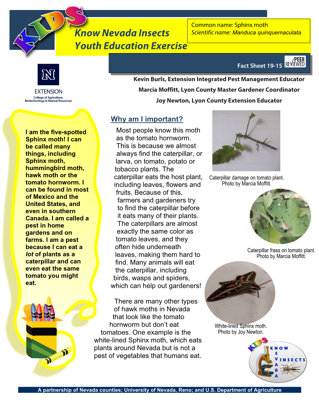 Know Nevada Insects Youth Exercise: Sphinx Moths