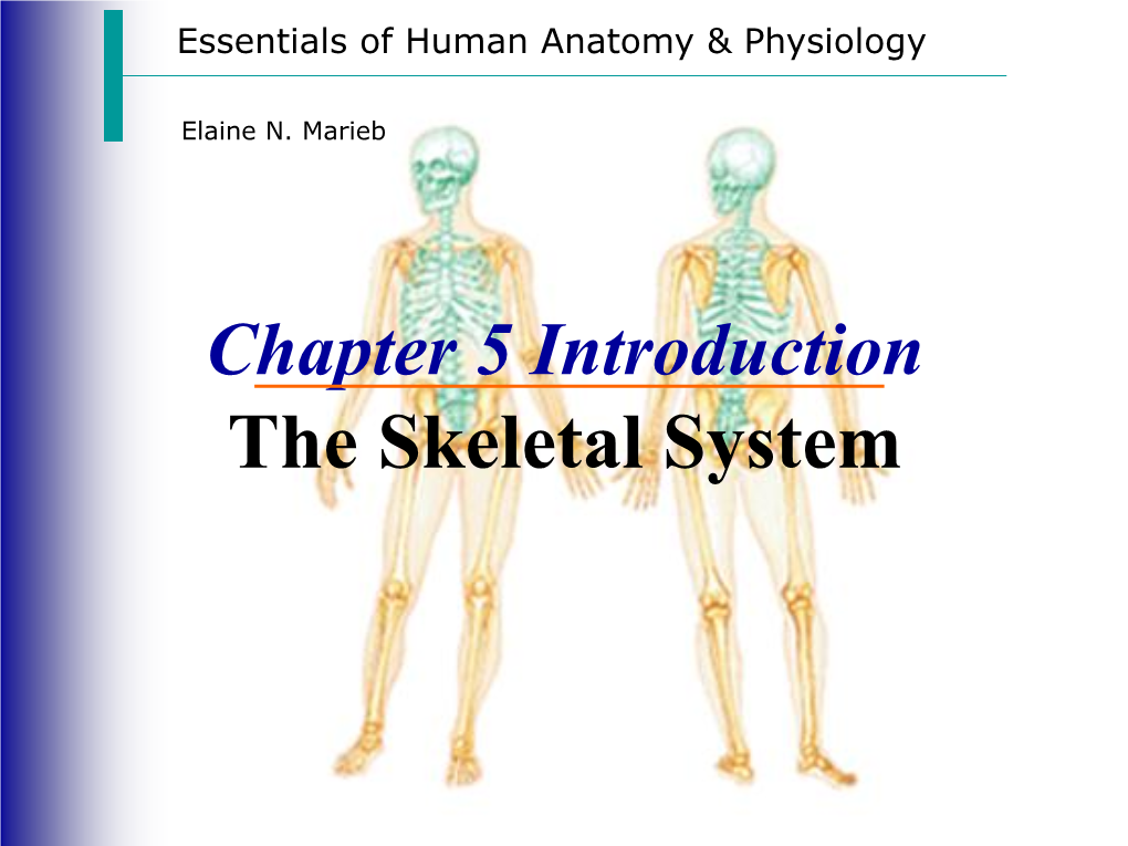 The Skeletal System