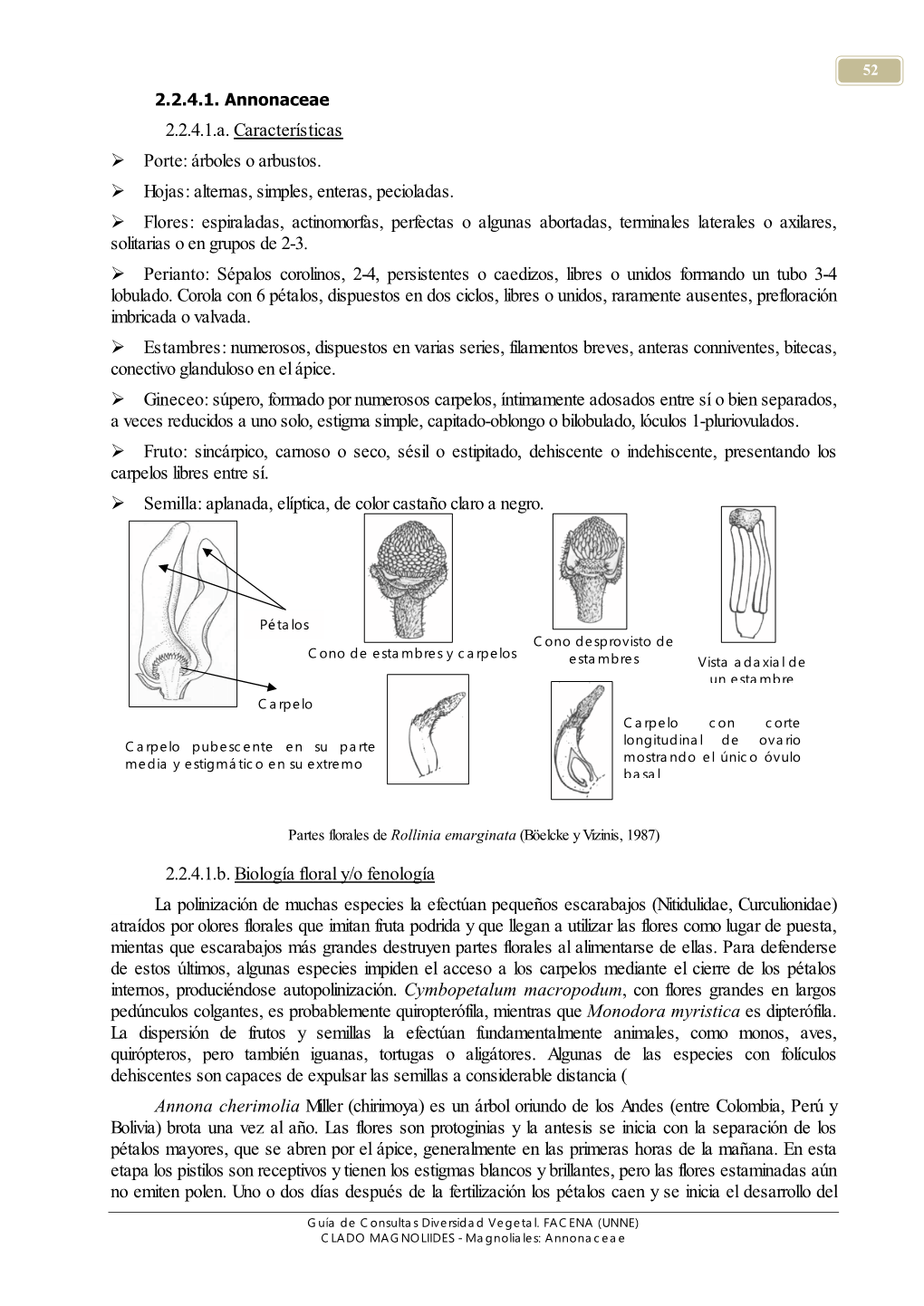 2.2.4.1. Annonaceae 2.2.4.1.A