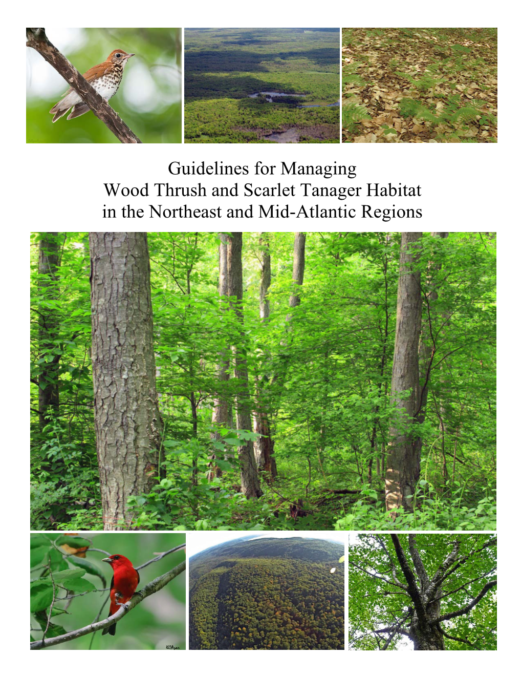 Guidelines for Managing Wood Thrush and Scarlet Tanager Habitat in the Northeast and Mid-Atlantic Regions