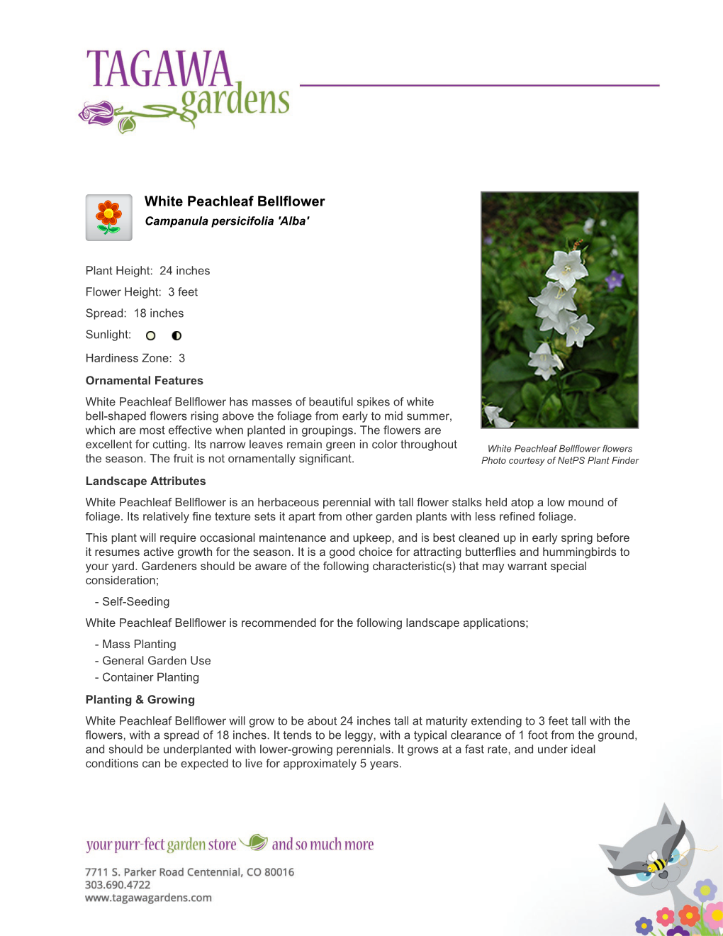 Tagawa Gardens White Peachleaf Bellflower