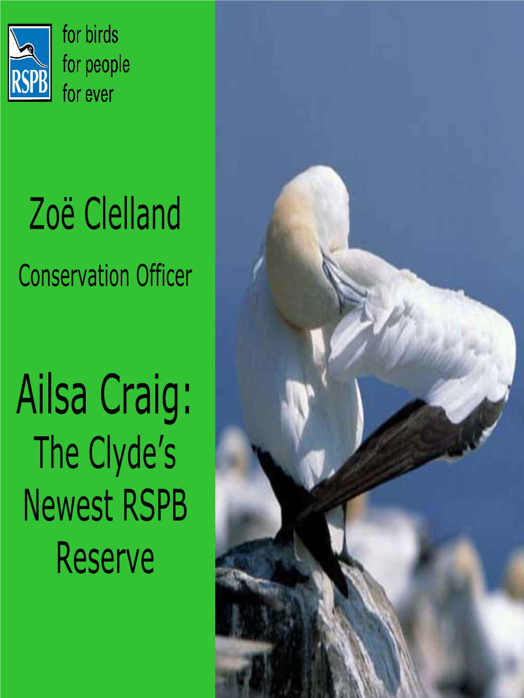 Ailsa Craig: the Clyde’S Newest RSPB Reserve Alias Craig Is RSPB Scotland’S 72Nd Reserve: 15 Year Lease Started in Our Centenary Year What Is RSPB’S?