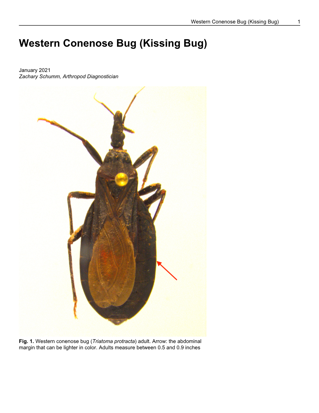 Western Conenose Bug (Kissing Bug) 1