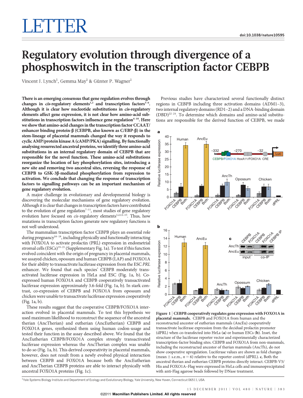 Regulatory Evolution Through Divergence of a Phosphoswitch in the Transcription Factor CEBPB